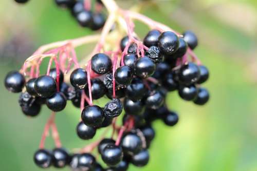 Lilac Berries Elder Fruits Black Elderberry Bush