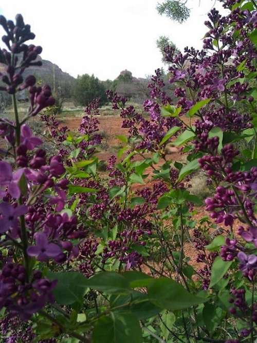 Lilacs Sedona Bell Rock Spring Meadow Mountains