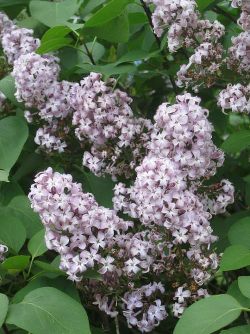 Lilacs Branch Flower Nature Purple Spring Twig