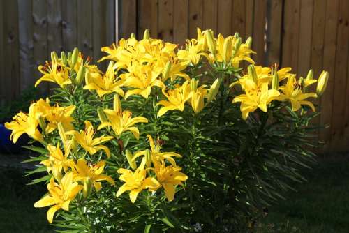 Lilies Flower Plant Flowers Yellow