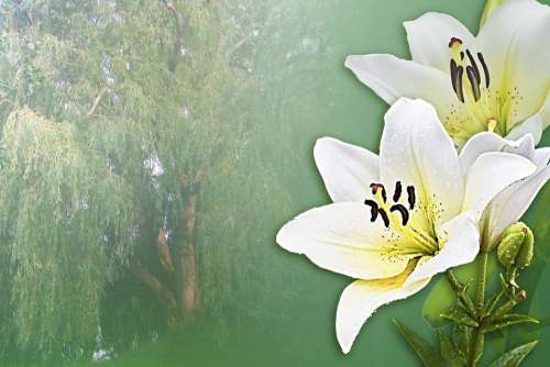 Lilies Dream White Poem Relax Rest Relaxation