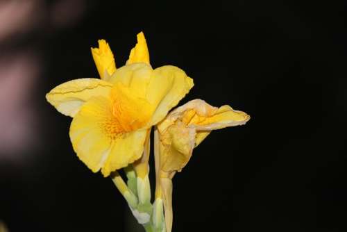 Lily Concerning Flower Iris
