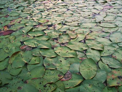 Lily Pads Lily Pads Background Green Plants Lake