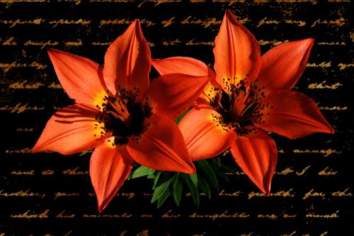Lily Red Flower Plant Greeting Card Valentine
