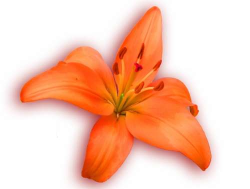 Lily Orange Spring Bloom Blossom Open Isolated