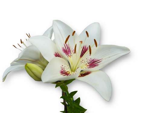 Lily White Spring Bloom Blossom Open Isolated
