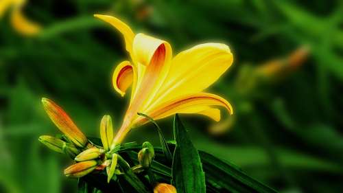 Lily Flower Blossom Garden Flower Floral Yellow