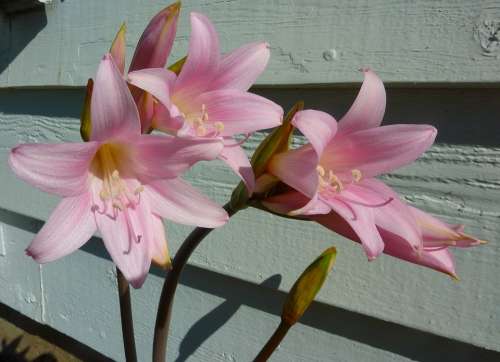 Lily Pink Flower Pink Flower Flowers Nature