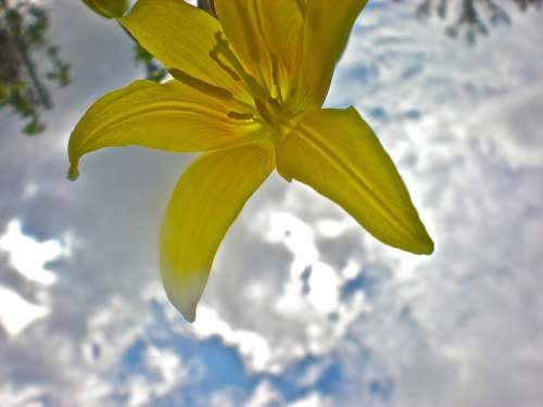 Lily Yellow Flower Cloud Target
