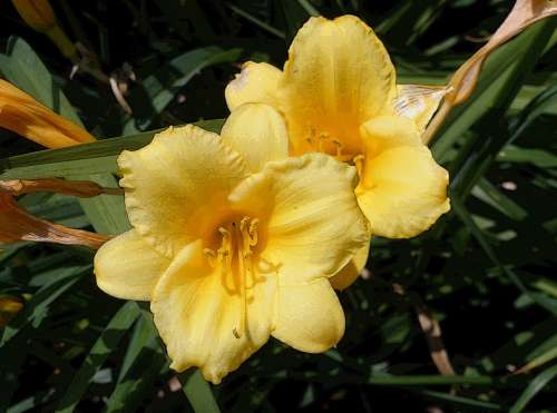 Lily Garden Flower Flora Floral Bloom Nature