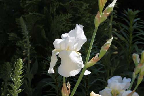 Lily Lilies Nature White