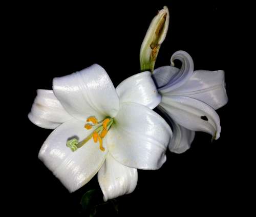 Lily Flower White Petal White Flower Purity Plant