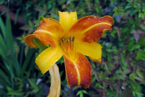 Lily Flower Orange Yellow Garden Plant Colorful