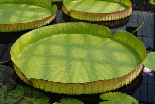 Lily Water Giant Water Lily Victoria Amazonica Pads