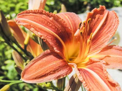 Lily Spring Flower Pollen Plant Bloom The Petals