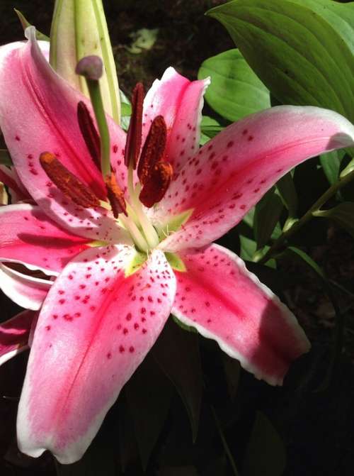 Lily Stargazer Floral Color Garden Beauty Flower