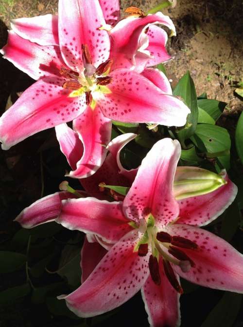 Lily Stargazer Pink Nature Fragrance Floral
