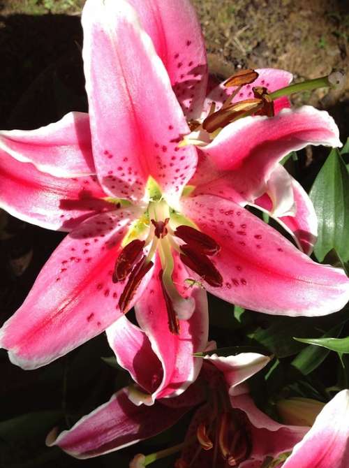 Lily Stargazer Garden Nature Fragrance Pink Plant
