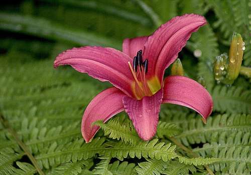 Lily Morning Lily Wigotna Morning Dew