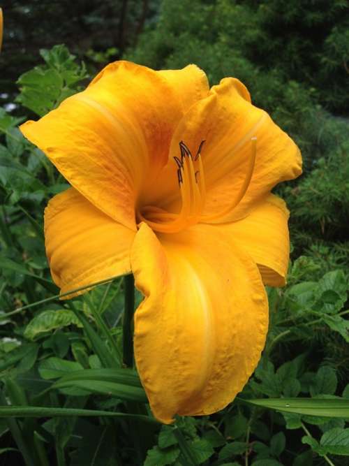Lily Flower Yellow Beautiful Floral Plant Bloom