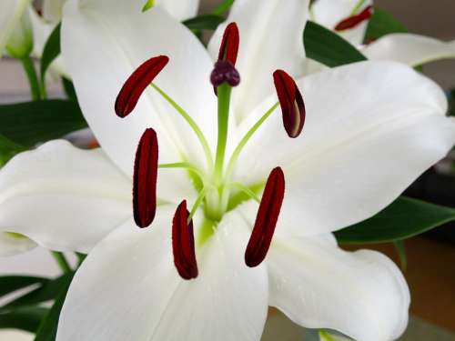 Lily Flower White Blossom Bloom