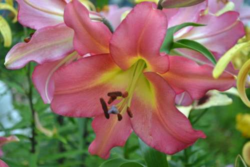 Lily Flower Leaves Stamens Pink
