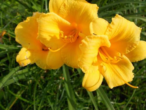 Lily Daylily Yellow Flower Blossom Plant Summer