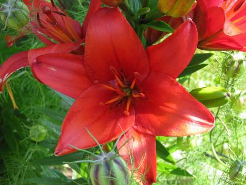 Lily Flower Red Blossom Bloom Plant Nature