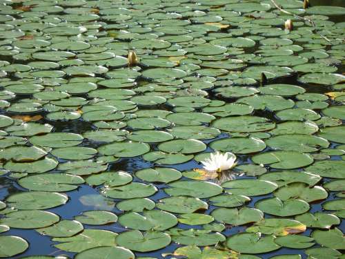 Lily Pad Water Pond Lotus Flower Green Bloom