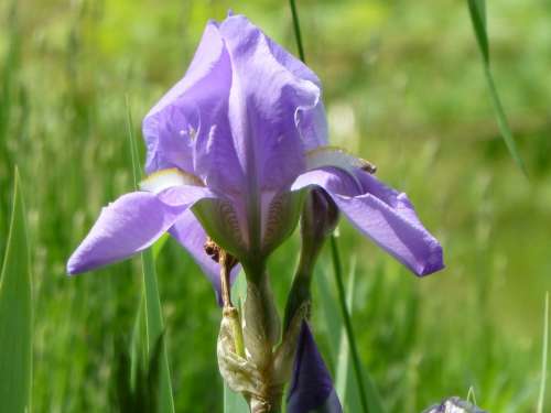 Lily Iris Flower Purple Plant Nature Garden
