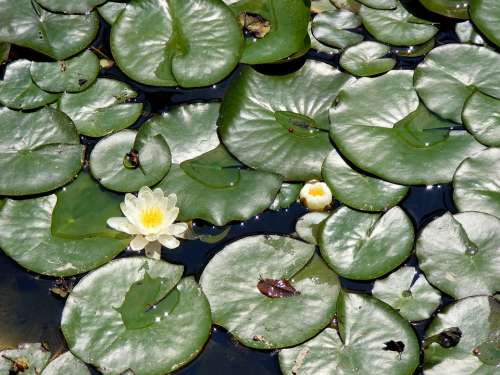 Lily Leaf Lake Water Green White Landscape