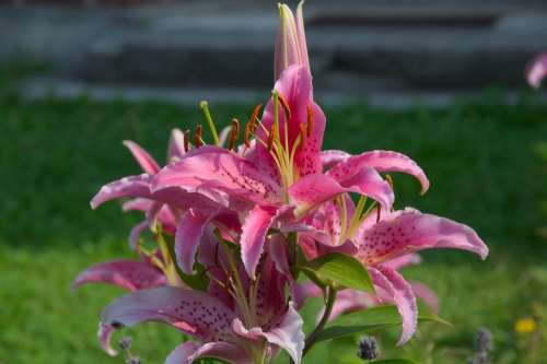 Lily Flower Garden Blossoms Red