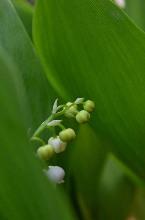 Lily Of The Valley Green Flower Wild Flower