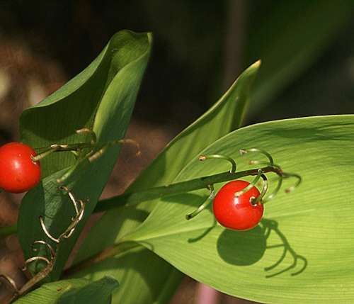 Lily Of The Valley Fruit Autumn Red Fruiting Sprig