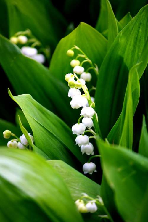 Lily Of The Valley White Fragrance Blossom Bloom