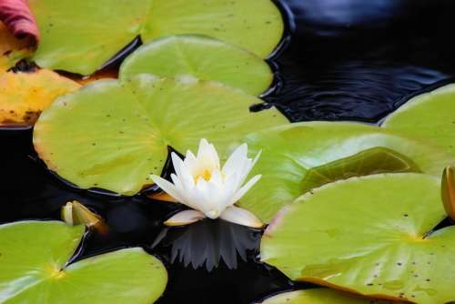 Lily Pads Nature Water Ripples Reflection Green