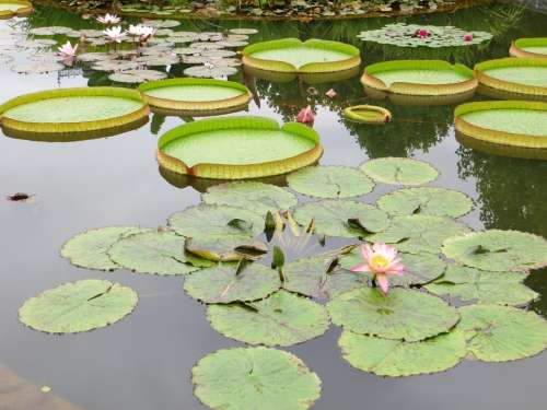 Lily Pads Pond Water Lily Lotus Nature Plant