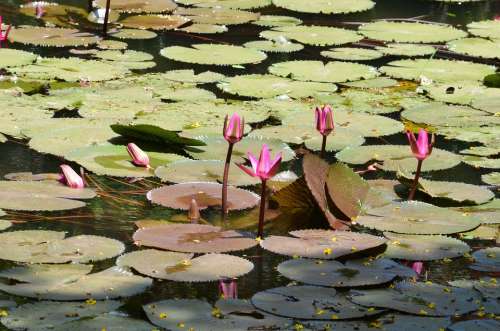 Lily Pads Lotus Flower Pond Water Lily Nature