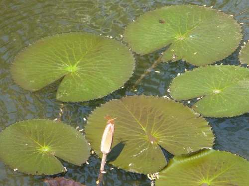 Lily Pads Lotus Leaves Pond Water