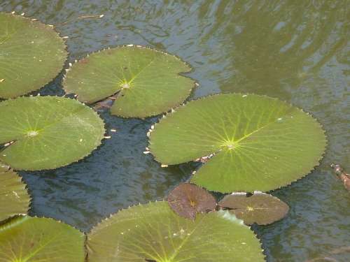 Lily Pads Lotus Leaves Pond Water