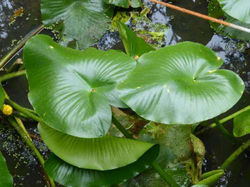 Lily Pads Water Lily Water Nature Plant Pond
