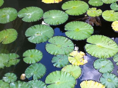 Lily Pads Nature Leaf Water Lilies Garden Pond