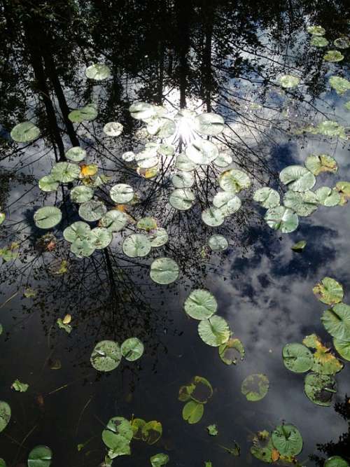 Lily Pad Pond Plant Pond Nature Reflection
