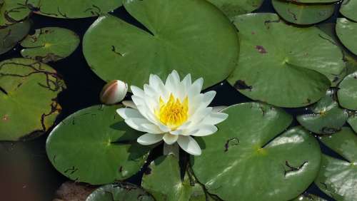 Lily Pad Flower Pond Pond Flower Nature Green