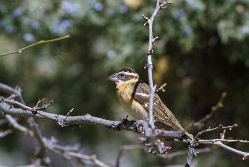 Limb Tree Perched Bird Headed Black Grosbeak