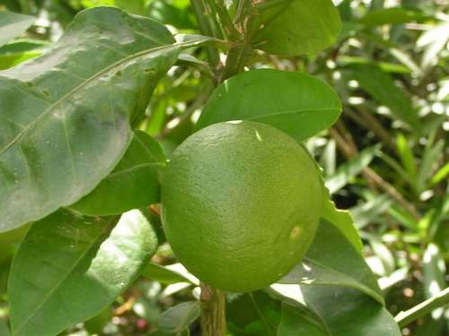 Limone Fruit Sour Food Citrus Fruits Vitamins
