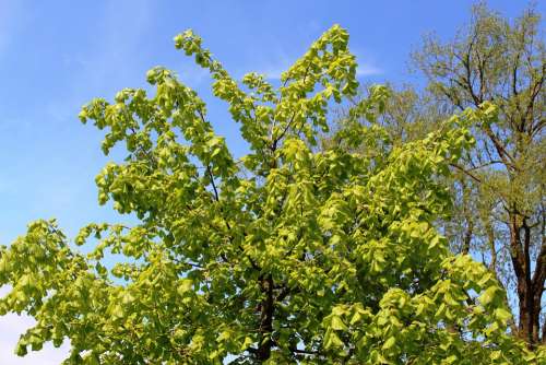 Linde Tree Peace Linde Foliage Sky Blue Spring