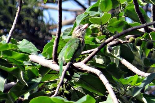 Lineated Barbet Megalaima Lineata Hodgsoni