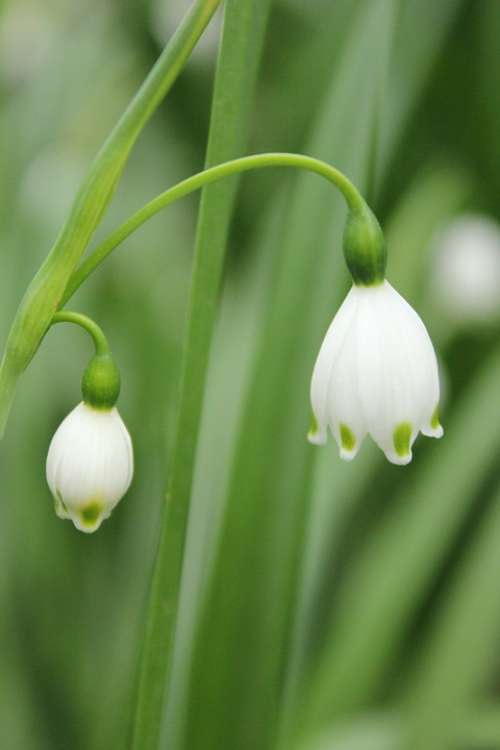 Linglan Green White Flowers Spring