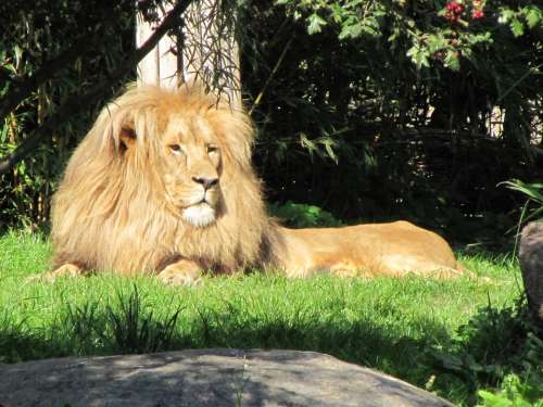 Lion Males Zoo Leipzig Big Cat